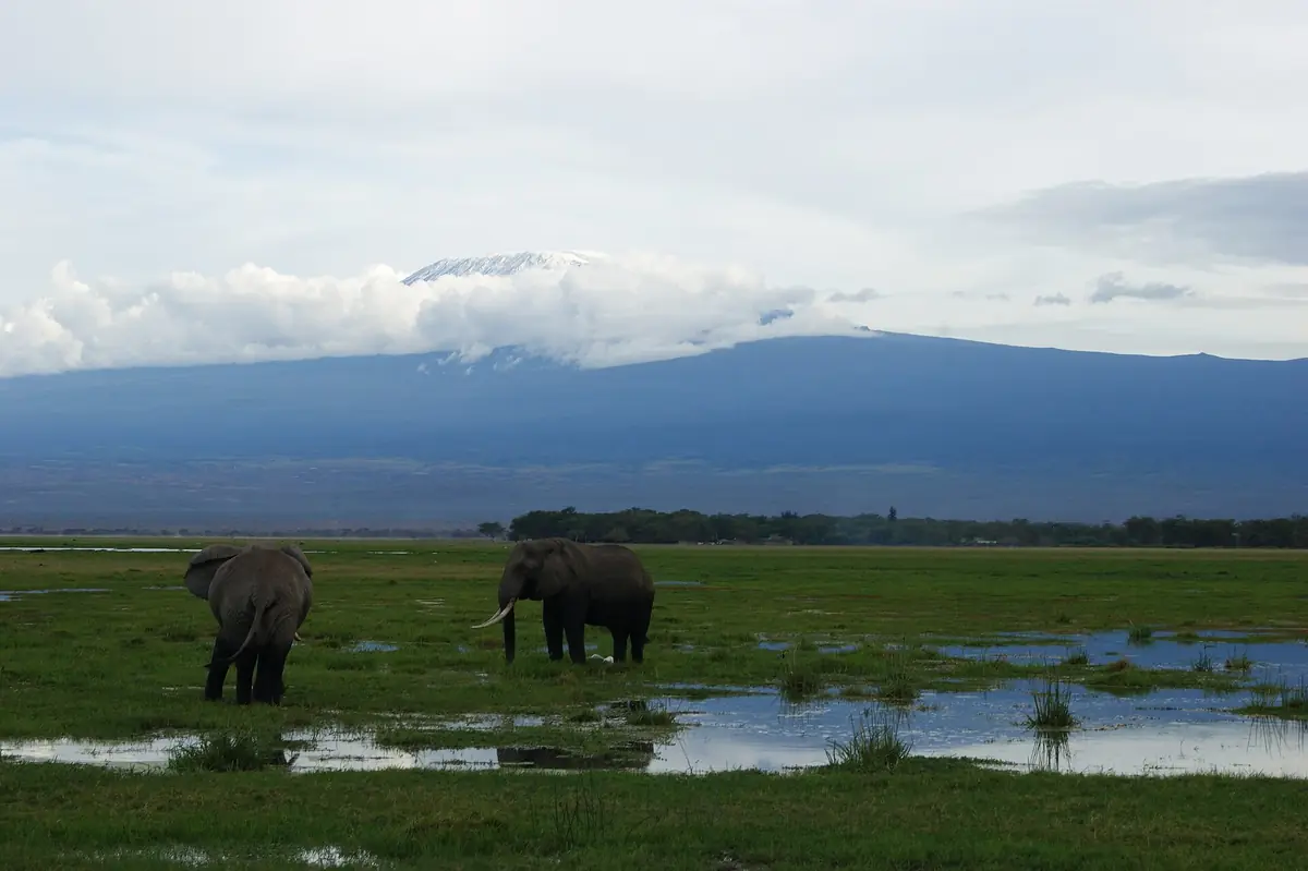 Elefantes frente al Kilimanjaro, en Amboseli